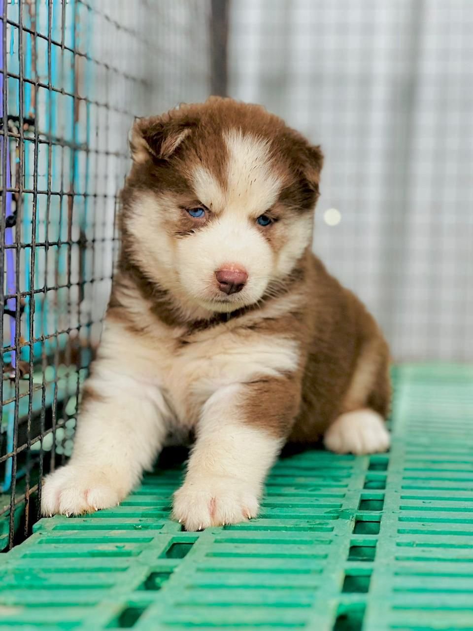Buy Male Siberian Husky Puppy from Vizag